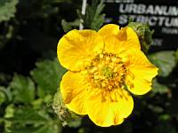 Geum urbanum var. Strictum (fam Rosacees) (Nouvelle-Zelande) (4) (Photo F. Mrugala)
